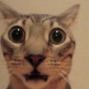 estravenlover avatar