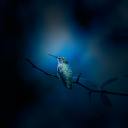 estrellacercadelvolcan avatar