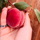 etchmyillusions avatar