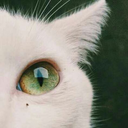 eterna-imperfeicao avatar