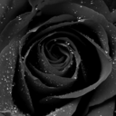 eternal-black-roses avatar