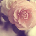 eternalangelrose avatar