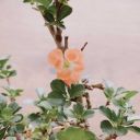 eternalseason avatar