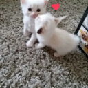 eternalstarling avatar