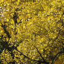 ethanjones747 avatar