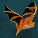 etherealabominations avatar