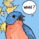 etherealbirb avatar