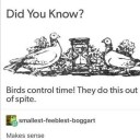 ethereallyoccultazalea avatar