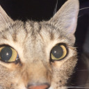 etherealorphic avatar