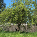 etherealsluts avatar