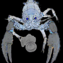 euastacus avatar
