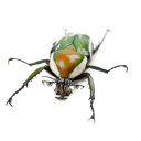 eudicellabug avatar