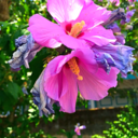 euphoriccalling avatar