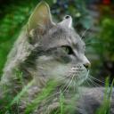 euphoricmafia avatar