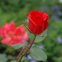 euphrasie-cosette-lark-ursule avatar