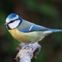 eurasianbluetit avatar