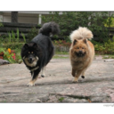 eurasier-blog avatar