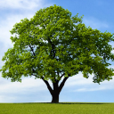 evan-loves-trees avatar