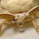 evanlikesfrogs avatar