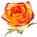 evelynrose33284 avatar