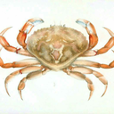 evelynthecrab avatar