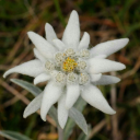 evenedelweiss avatar