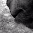 eventing-the-devil-horses avatar