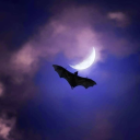 evergreen-endo avatar