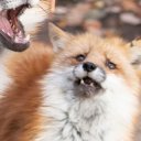 everlastingfur avatar