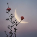 everly-marrow avatar