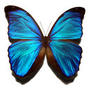 everybodylovesbutterflies-blog avatar