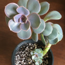 everybodyplantnow avatar