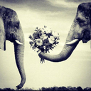 everydayelephant avatar