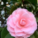 everyonelovespi avatar