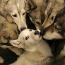 everyonespuppycvnt avatar