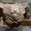 everything-ankylosaurus avatar