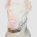 everything-ever-ever avatar