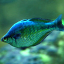 everything-is-fishy avatar