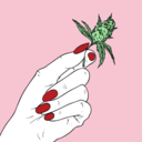 everything-weed-related-blog avatar