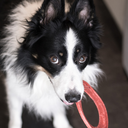 everythingbordercollie avatar