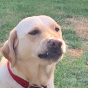 everythingdragons avatar