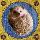 everythinghedgehog-blog avatar