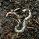 everythingiisromantic avatar