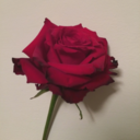 everythingisanxiety avatar