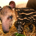 everythingtapir-blog avatar