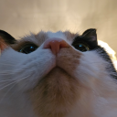 evethedragon84 avatar