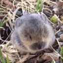 eviebelieve-y avatar