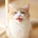 evil-and-flowers-blog avatar