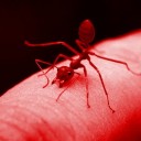 evil-ant-offical avatar