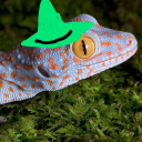 evil-lizard-wizard avatar
